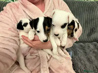 Jack Russell dogs Jack Russell puppies - Advert 17