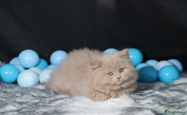 British Longhair cats - Advert 4