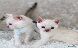 Bengal cats for sale: 1 Boy left, Bengal Snow kittens from RW TGC Sire - Image 19