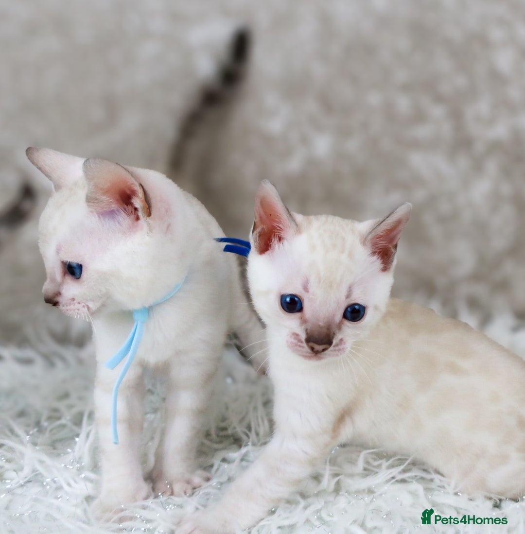 Bengal cats for sale: 1 Boy left, Bengal Snow kittens from RW TGC Sire - Image 19