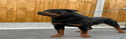 Rottweiler dogs for stud: 🇩🇪BEAR🇩🇪 - Advert 3