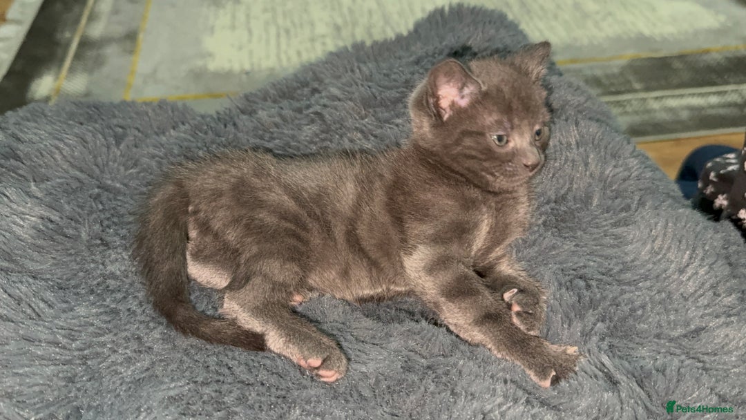 British Shorthair cats for sale: Adorable Sweet Soft British Shorthair Tabby Mix  - Image 4