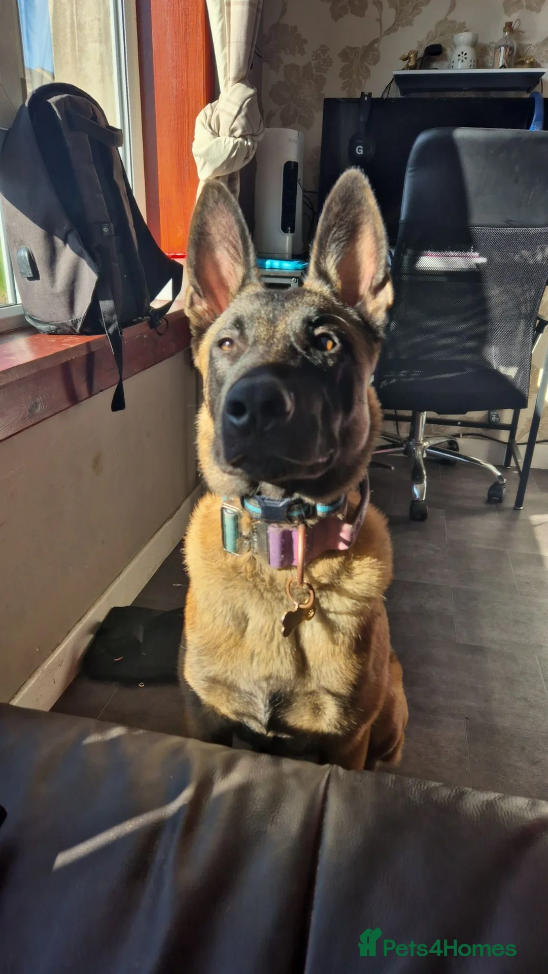Belgian Shepherd Dog dogs for stud: Belgian malinois for stud - Advert 2