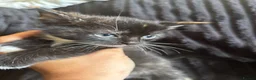 Mixed Breed cats for sale: Beautiful Tortoiseshell & ginger kittens  - Advert 18
