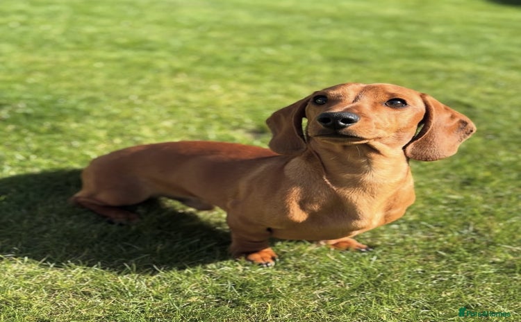Miniature Dachshund dogs - Advert 7