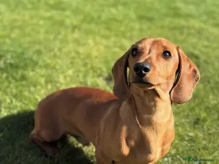 Miniature Dachshund dogs Short-haired red miniature dachsund - Advert 19