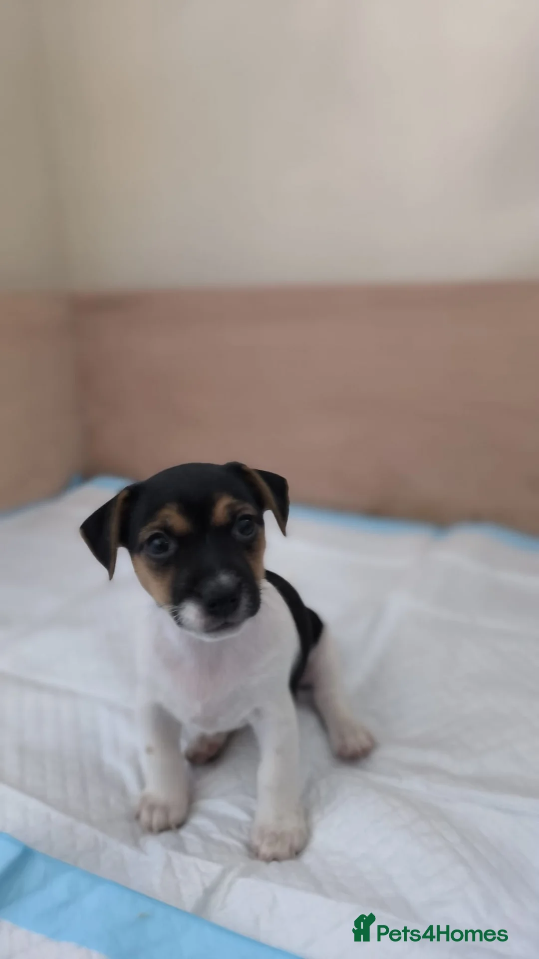 Jack Russell dogs for sale: Beautiful Short-Leg Jack Russell Terrier Puppies  - Advert 3