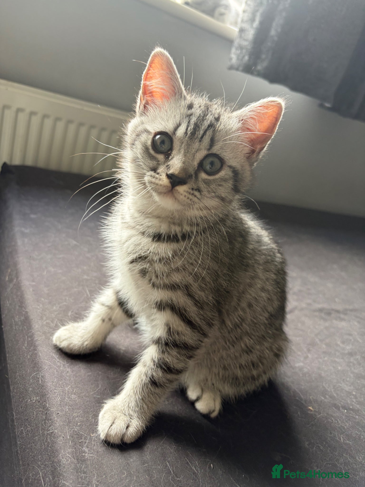 British Shorthair cats for sale: British short hairs  in Horsham - Advert 5