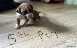 Boxer dogs for sale: 1 girl beautiful boxer puppies left  - Image 2