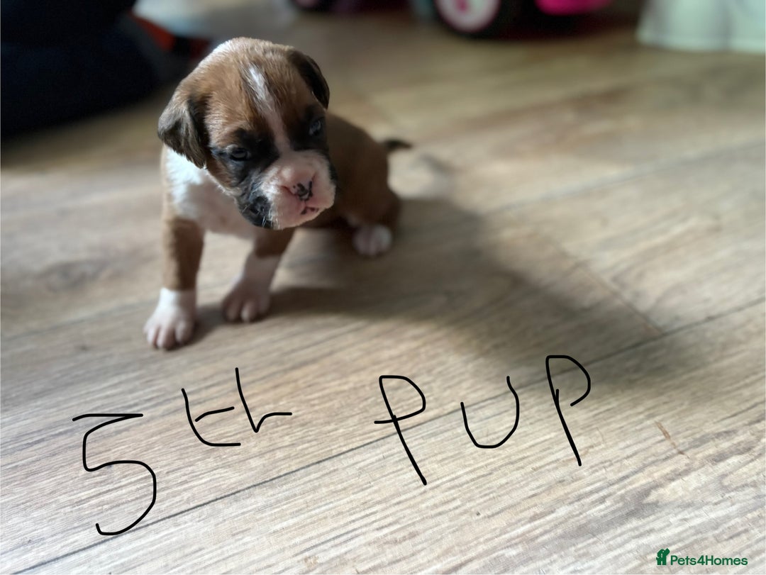 Boxer dogs for sale: 1 girl beautiful boxer puppies left  - Image 2