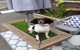 Mixed Breed dogs for sale: 14 month old Cocker Spaniel  - Image 2