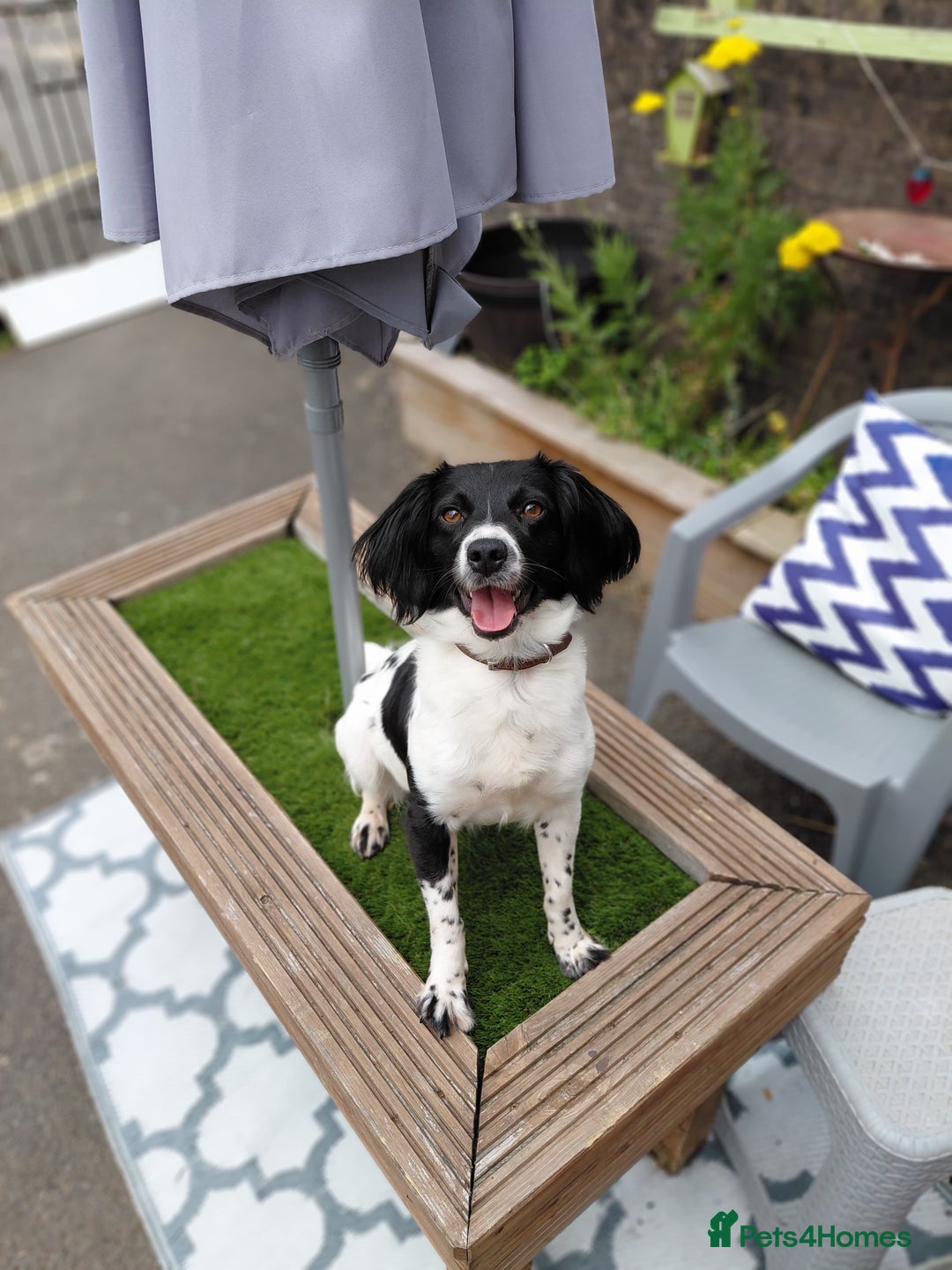 Mixed Breed dogs for sale: 14 month old Cocker Spaniel  - Image 2