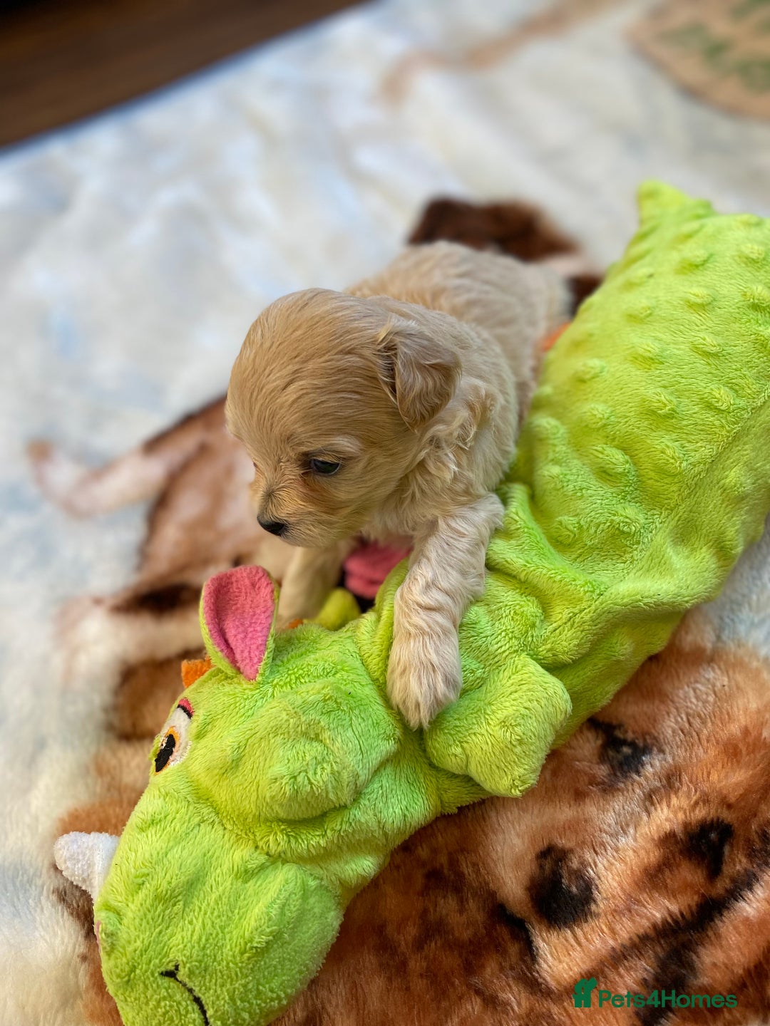 Maltipoo dogs for sale: Beautiful Apricot Maltipoo puppies. - Image 16