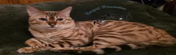 Bengal cats for sale: Snow ❄️ mink male kitten  - Advert 5