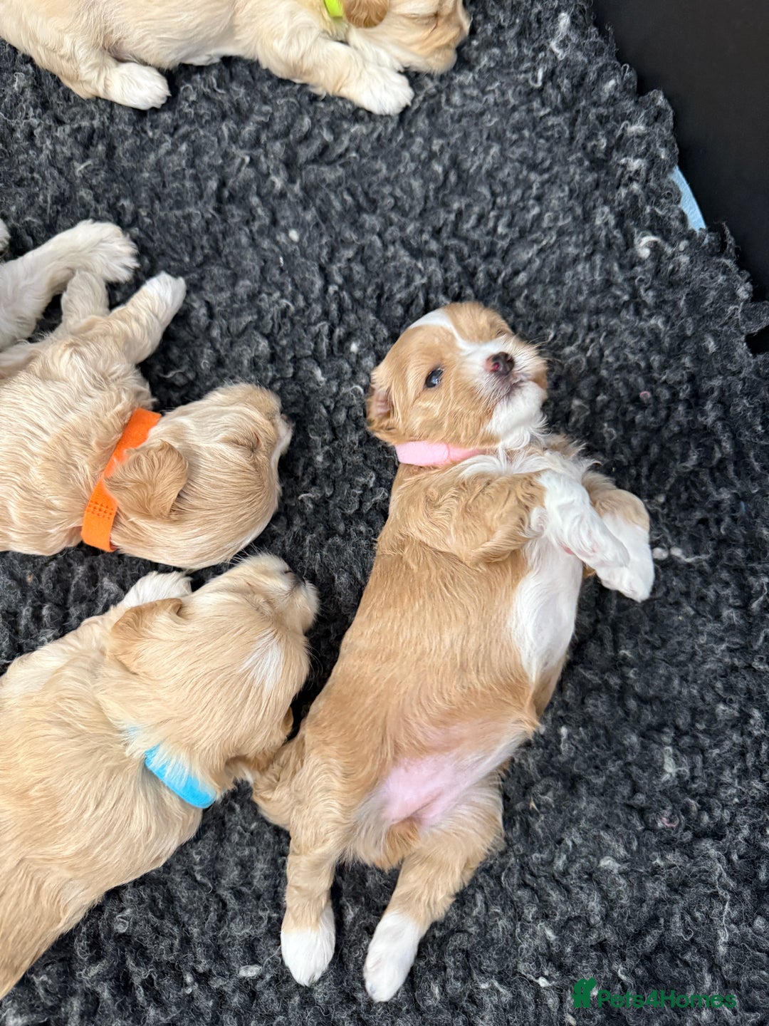 Maltipoo dogs for sale: Beautiful Male Maltipoo F1 Pups - Image 7