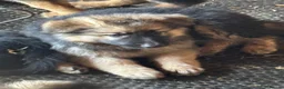 German Shepherd dogs for sale: Beautiful litter of healthy German shepherd pups - Advert 7