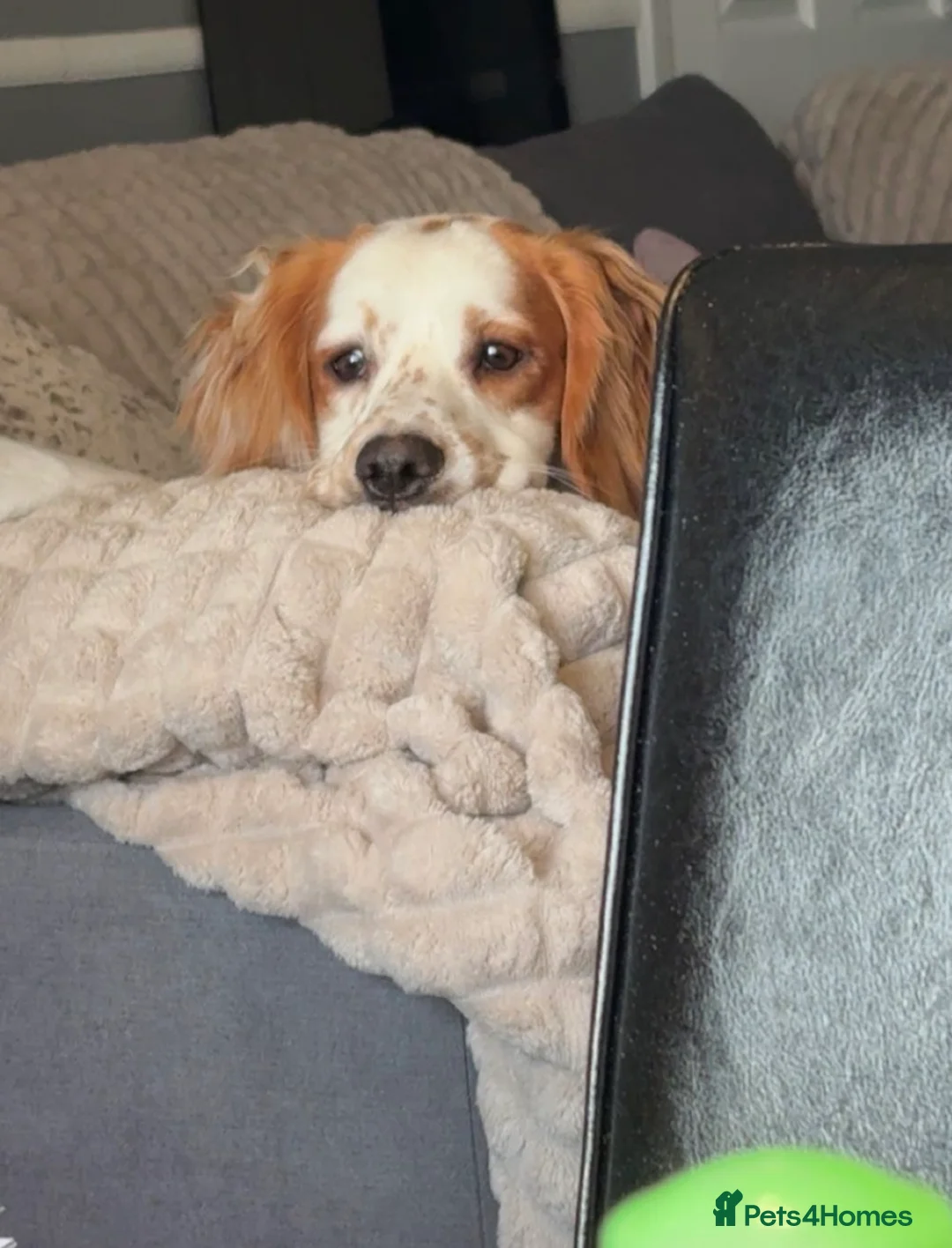 Cocker Spaniel dogs for sale: Rolo- Cocker Spaniel REHOME - Advert 1