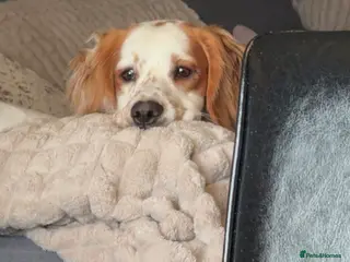 Cocker Spaniel dogs Rolo- Cocker Spaniel REHOME - Advert 3