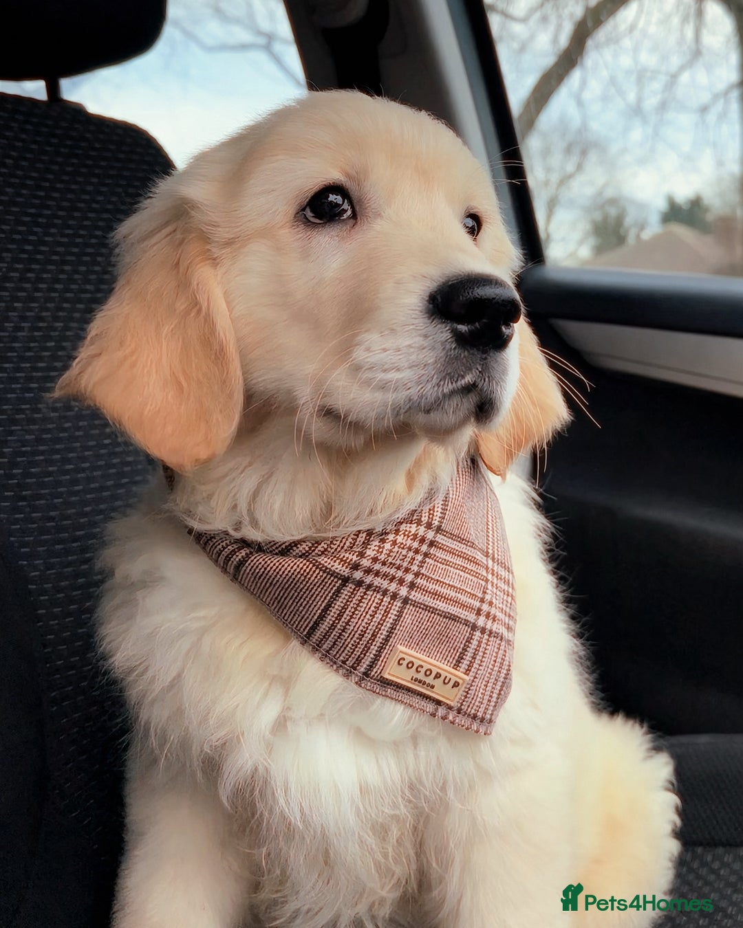 Golden Retriever dogs for sale: Truly Handsome Champion Sired Golden Retriever - Image 5