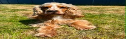 Cocker Spaniel dogs for sale: Outstanding Cocker Spaniel puppies - Advert 1