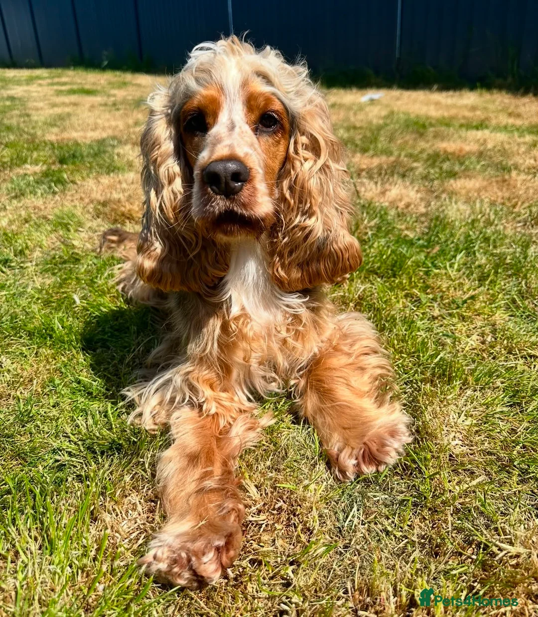 Cocker Spaniel dogs for sale: Outstanding Cocker Spaniel puppies - Advert 1