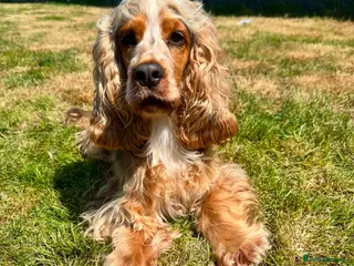 Cocker Spaniel dogs for sale: Outstanding Cocker Spaniel puppies - Advert 1