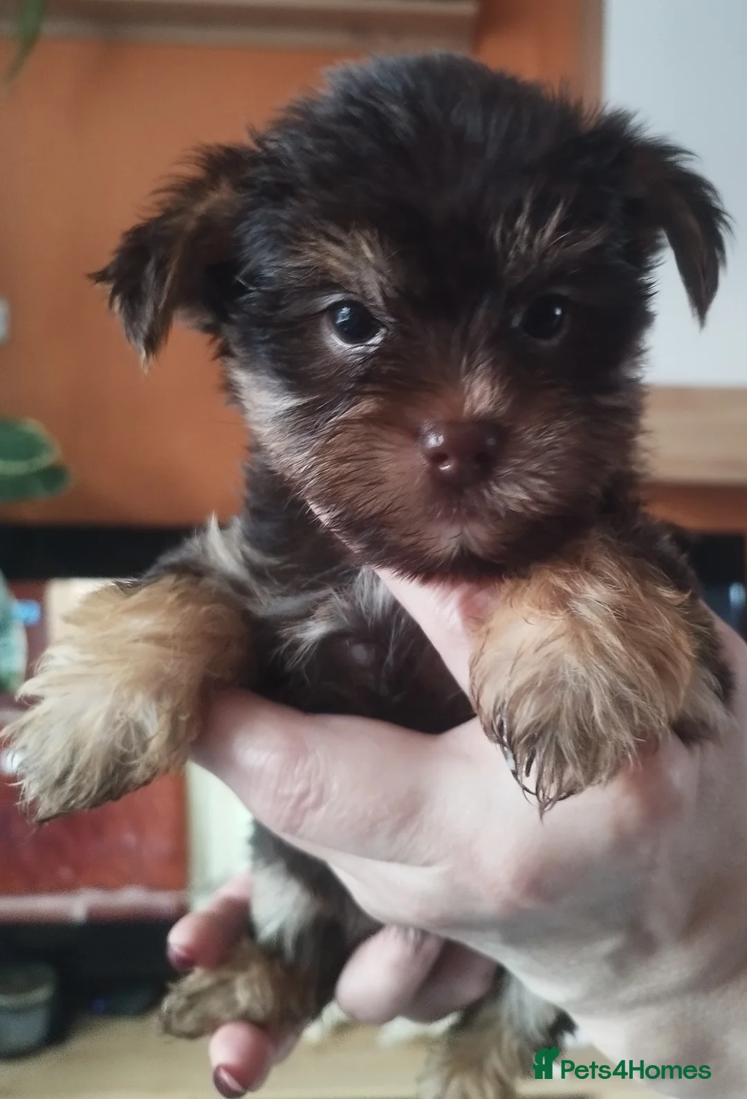 Yorkshire Terrier dogs for stud:  Chocolate Yorkshire Terrier For Stud Only in Blackburn - Advert 8