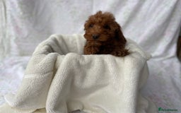 Cockapoo dogs for sale: F1 fox red cockapoos mixed littler new ad   - Image 20