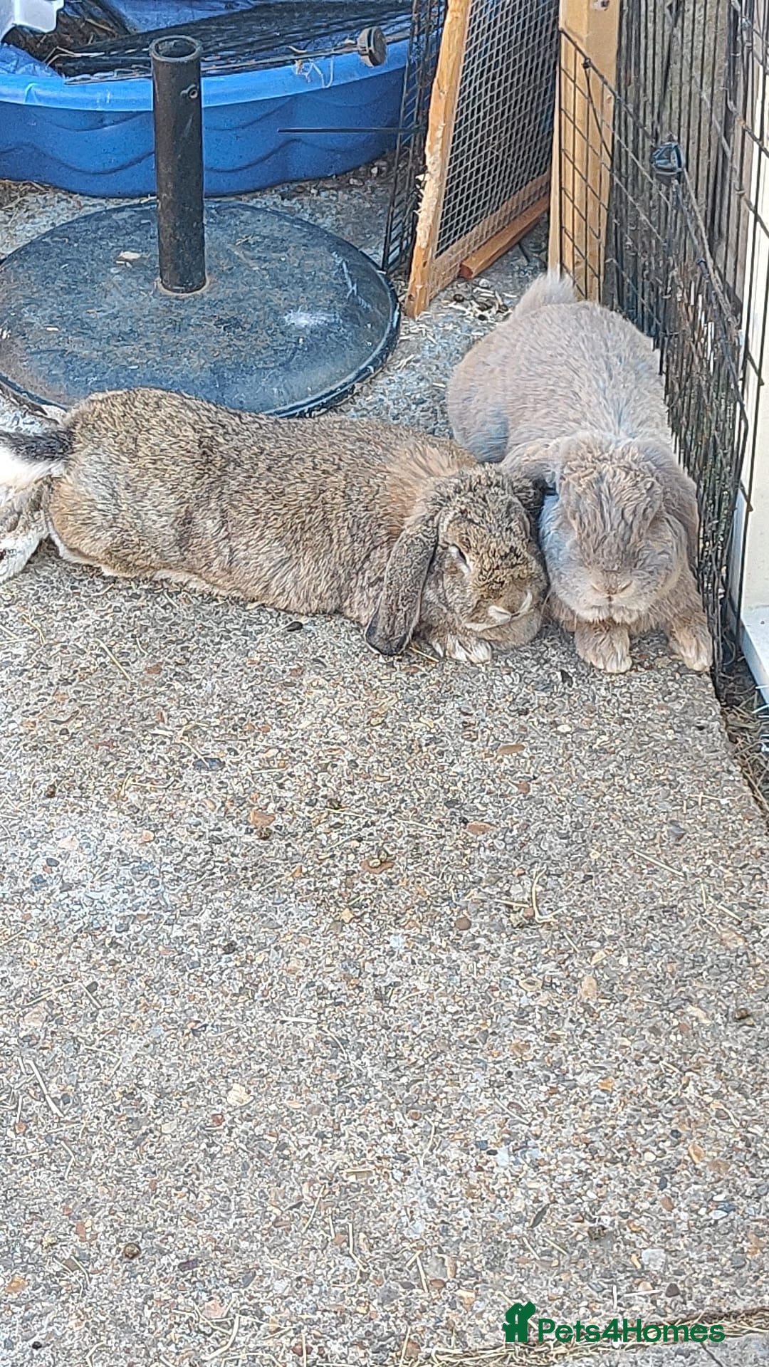 French Lop rabbits French lop  - Advert 2