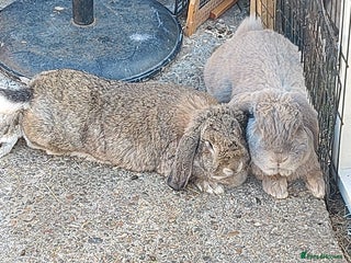French Lop rabbits French lop - Advert 2