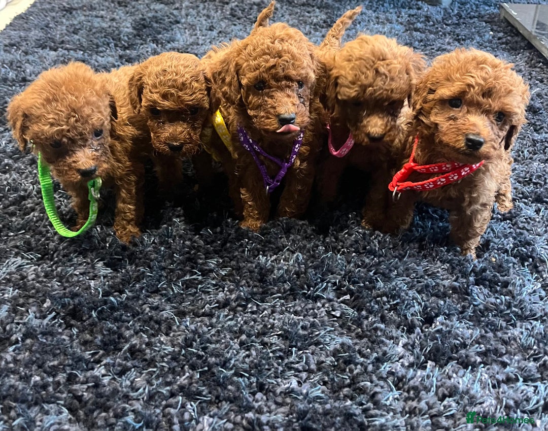Miniature Poodle dogs for sale: FOX Red Miniature Poodles!!! 400 Health Tests!! - Advert 15
