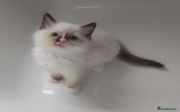 Ragdoll cats for sale: RAGDOLLS GIRLS BOYS BICOLOUR SEAL POINT BLUE EYES  - Image 15