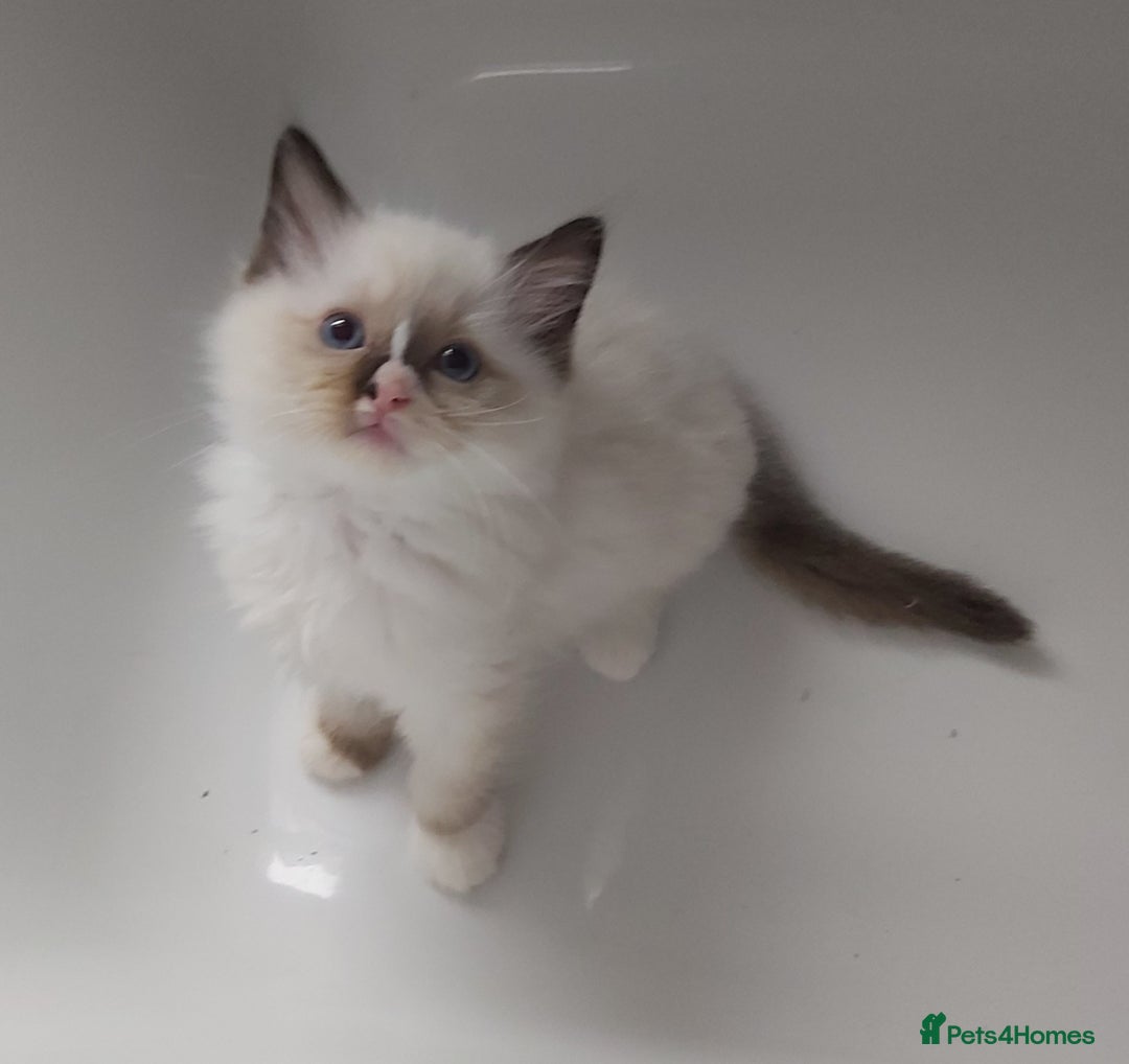 Ragdoll cats for sale: RAGDOLLS GIRLS BOYS BICOLOUR SEAL POINT BLUE EYES  - Image 15