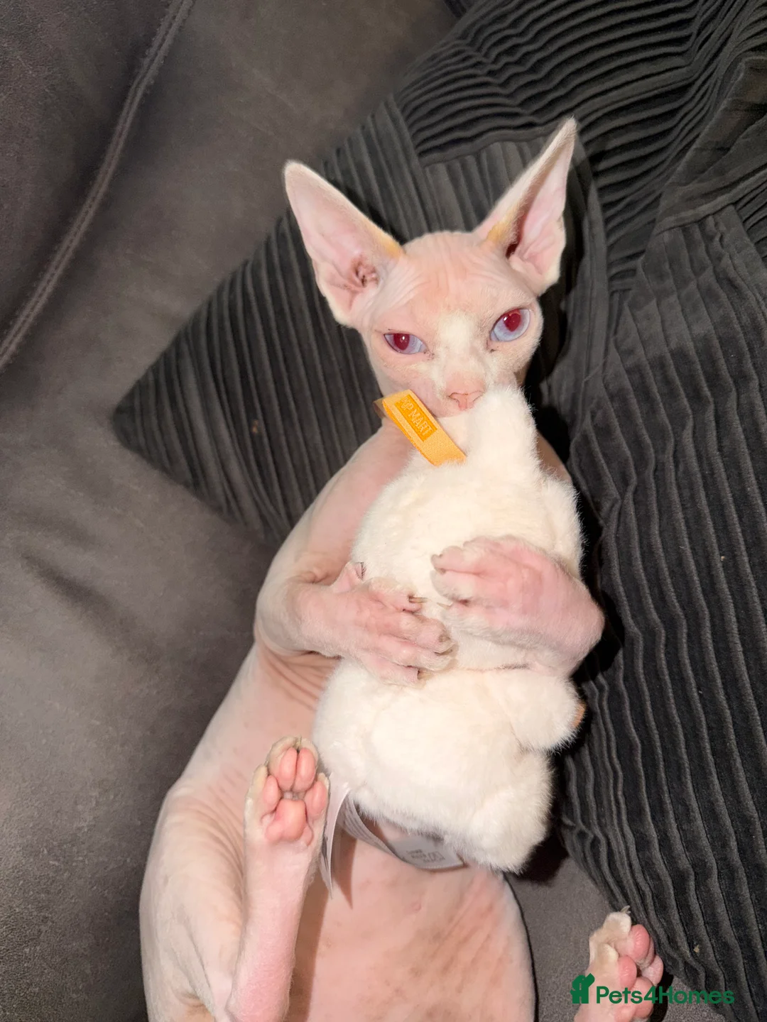 Sphynx cats for sale: Female sphynx in Birmingham - Advert 3