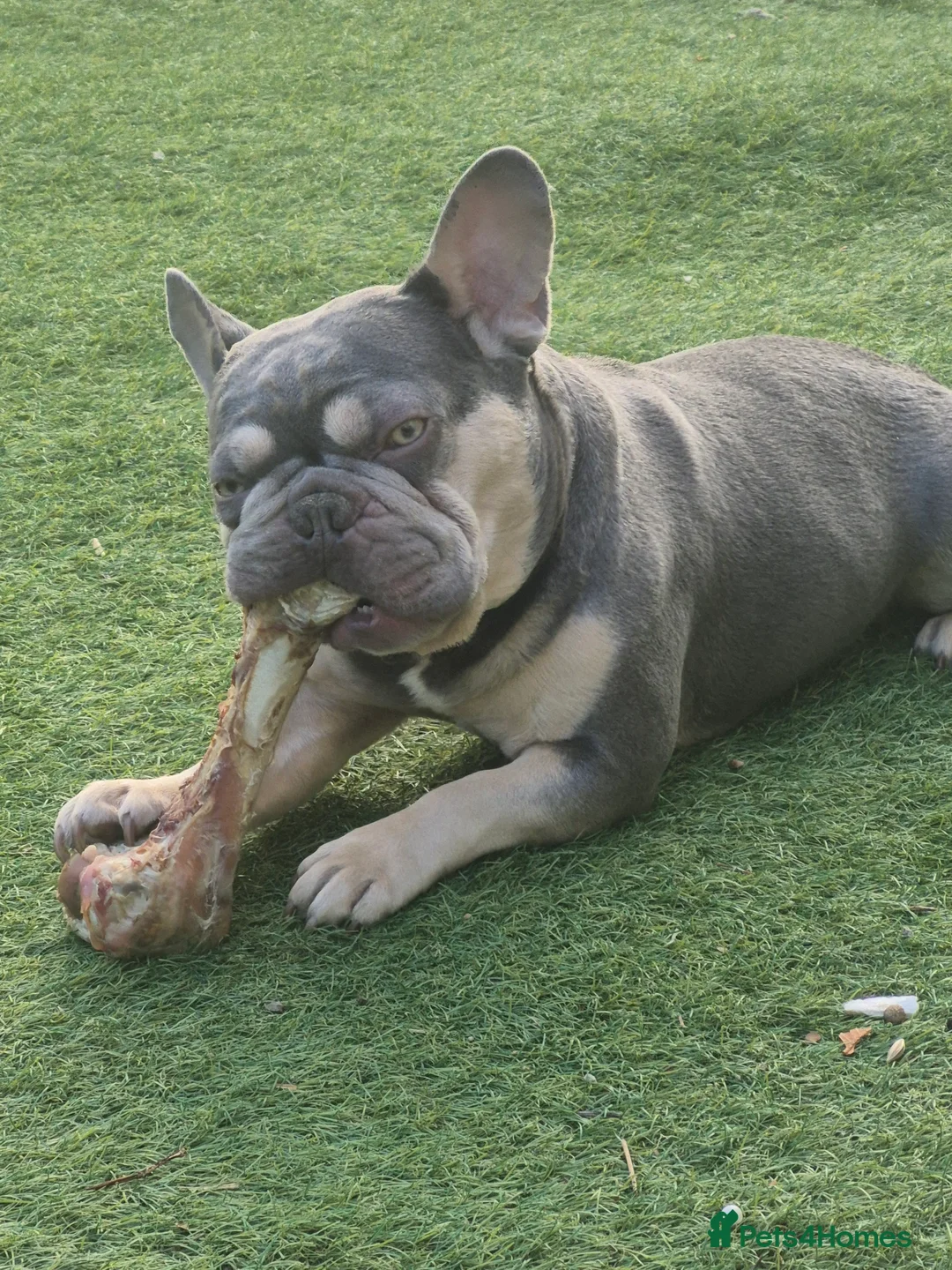 Gallery Image {{count}}