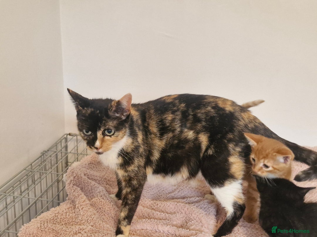 Mixed Breed cats for sale: Beautiful kittens - Image 8