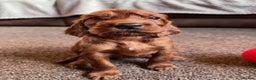 Irish Setter dogs for sale: ❤️🇮🇪Irish setter pups 🇮🇪 ❤️ - Advert 4
