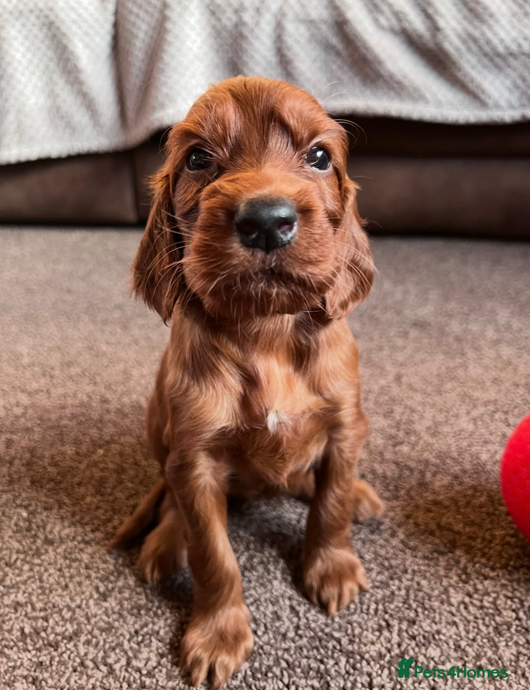 Irish Setter dogs for sale: ❤️🇮🇪Irish setter pups 🇮🇪 ❤️ - Advert 4