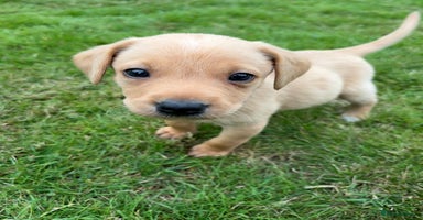 Labrador Retriever dogs - Advert 4