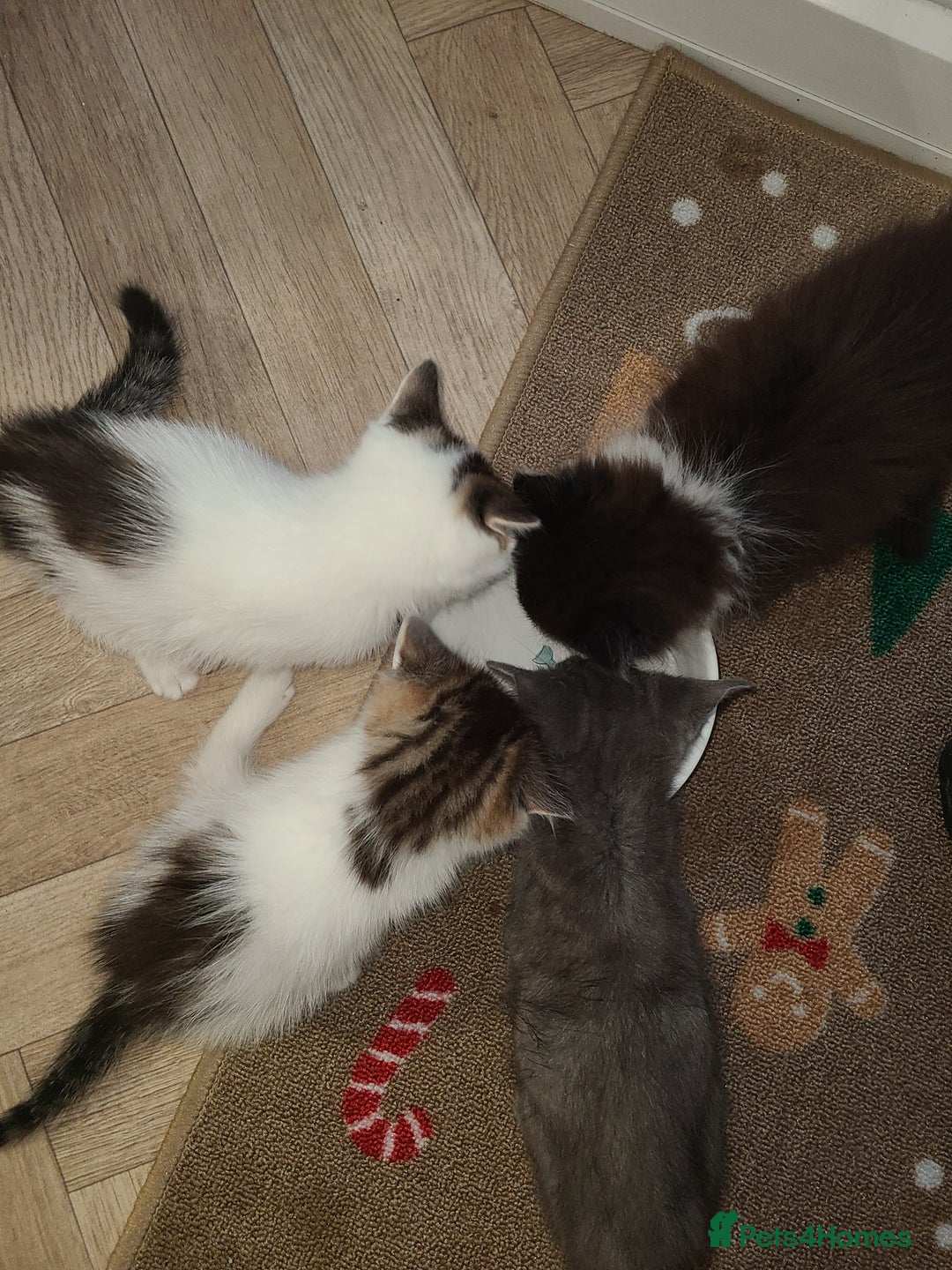 Mixed Breed cats for sale: 4 beautiful kittens  - Advert 13