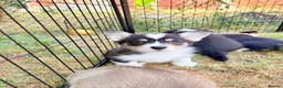 Welsh Corgi Pembroke dogs for sale: Welsh corgi (Pembroke) puppies - Advert 29