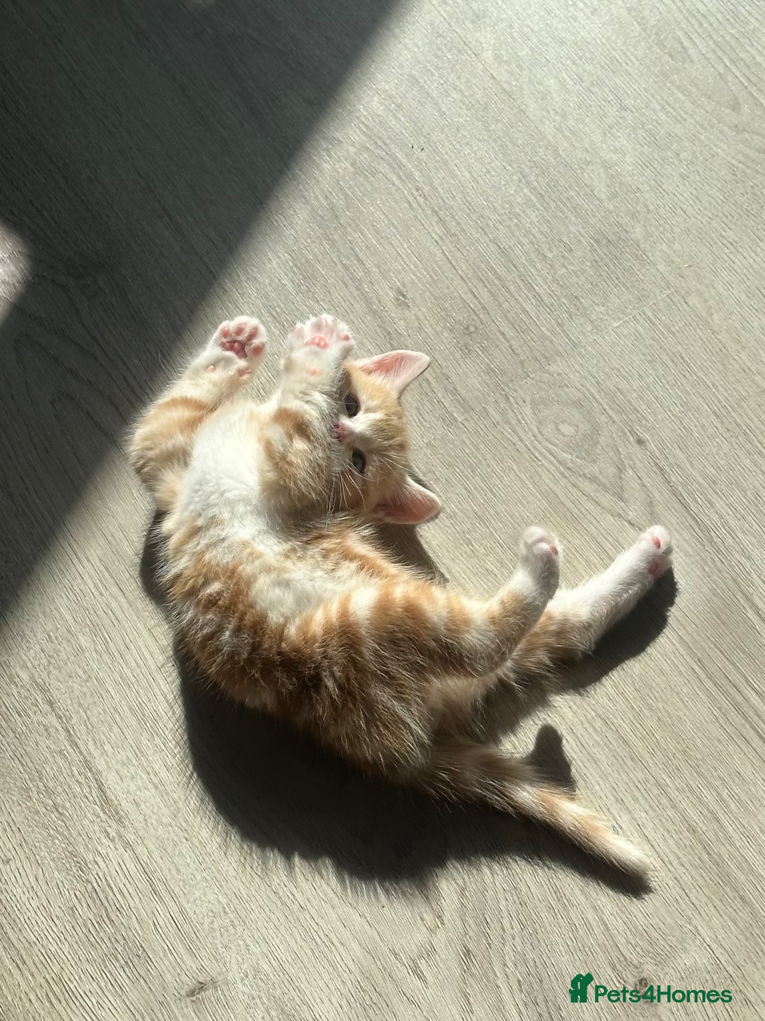 Scottish Fold cats 5 loving Scottish Fold x DSH kittens - Advert 2