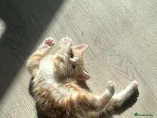 Scottish Fold cats 5 loving Scottish Fold x DSH kittens - Advert 5