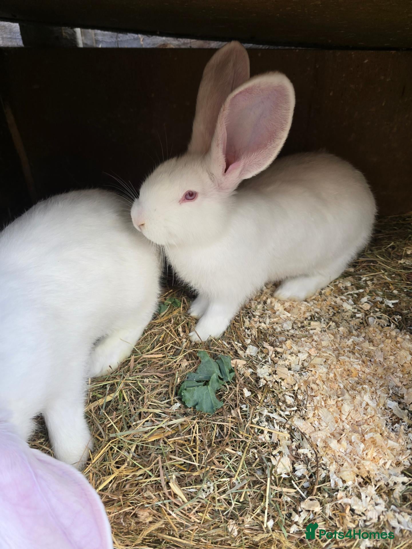 Continental Giant rabbits for sale: Continental Giant Rabbit Kits Bookings Now Open 🐰 - Advert 2