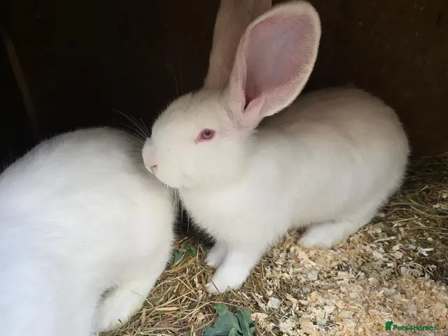 Continental Giant rabbits for sale: Continental Giant Rabbit Kits Bookings Now Open 🐰 - Advert 2