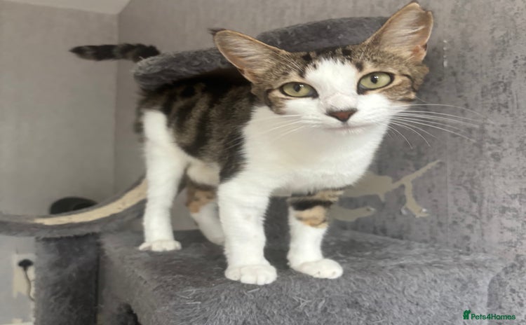 Domestic Shorthair cats - Advert 1