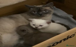 British Shorthair cats for sale: Light British Shorthair Kitten - Image 7