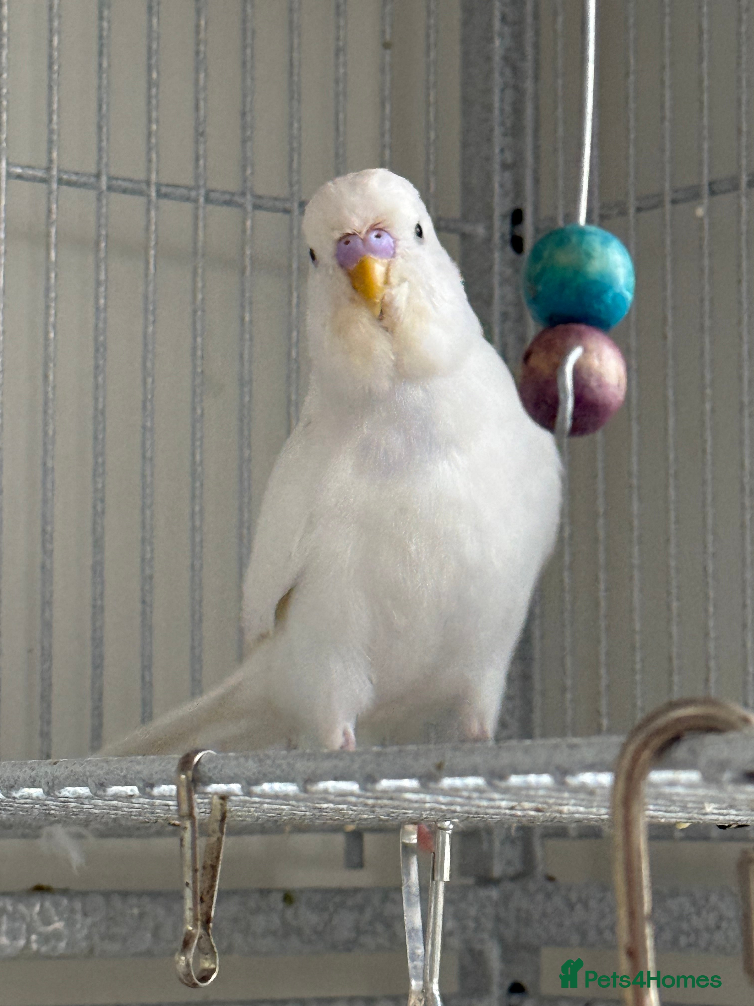 Budgerigars birds Young Budgies - Advert 18