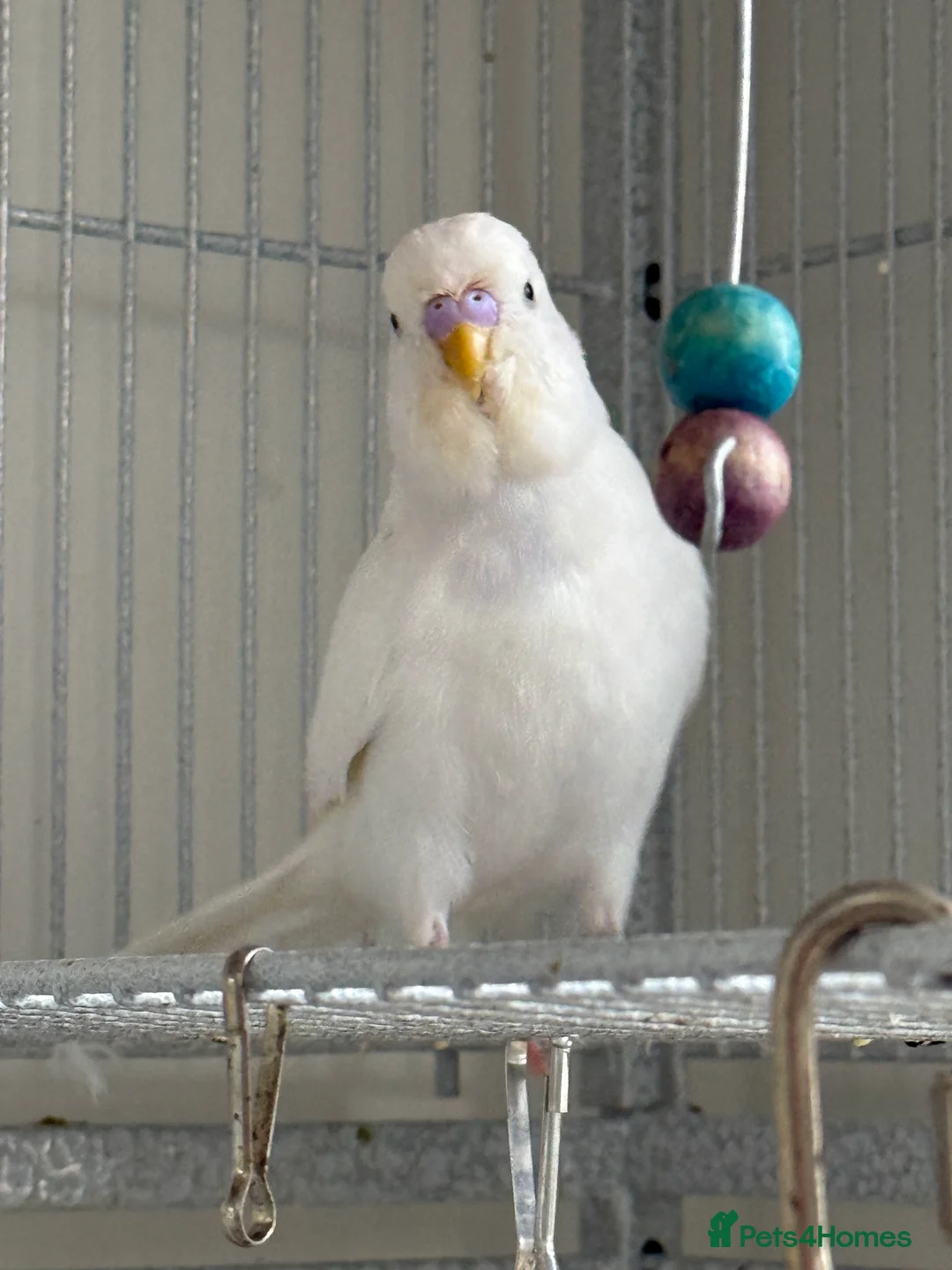 Budgerigars birds for sale: Young Budgies - Advert 2