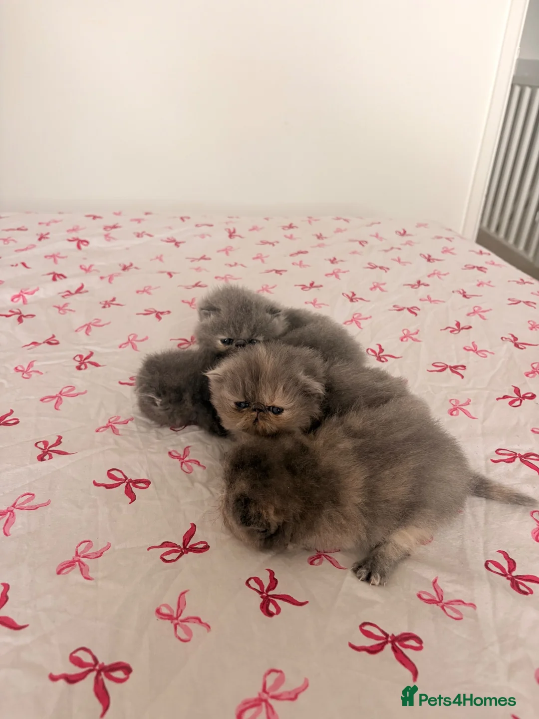 Persian cats for sale: Stunning Persian Girls🩷 - Advert 13
